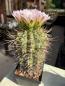 Preview: Gymnocalycium nigriareolatum